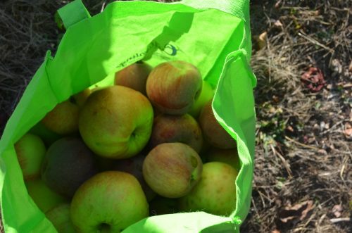 2026-AppleHarvest_25-09-16_80384