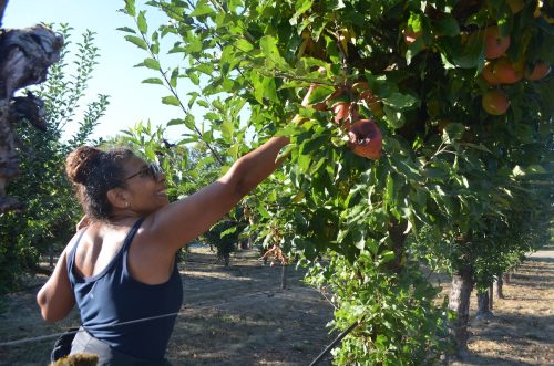 2026 Apple Harvest at Hrabal Victory Garden