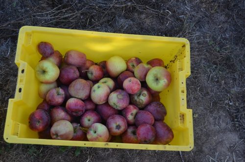 2026-AppleHarvest_25-09-16_80396