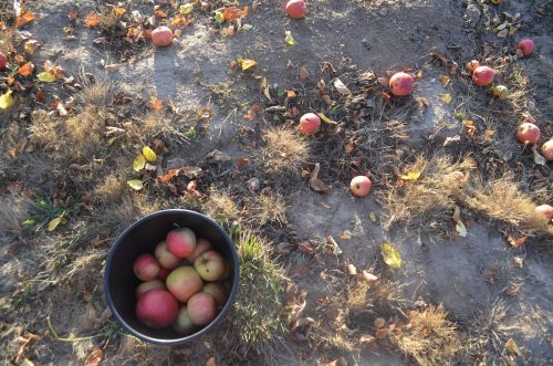 2026-AppleHarvest_25-09-16_80451
