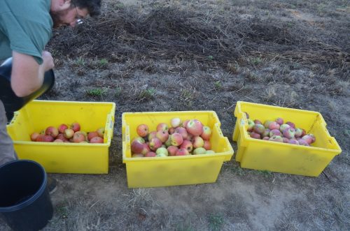 2026 Apple Harvest at Hrabal Victory Garden