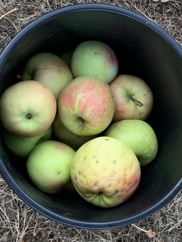 2026 Apple Harvest at Hrabal Victory Garden
