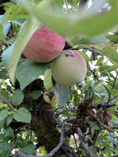 2026-AppleHarvest_26-09-16_80552-iph