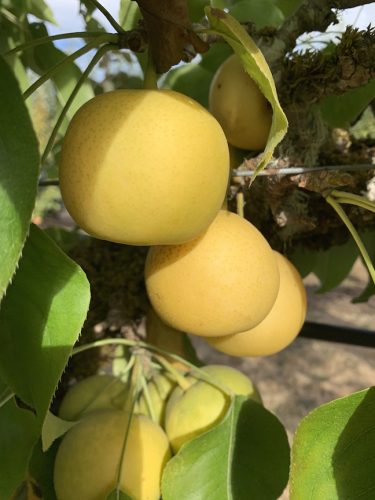 2026 Pear Harvest at Hrabal Victory Garden