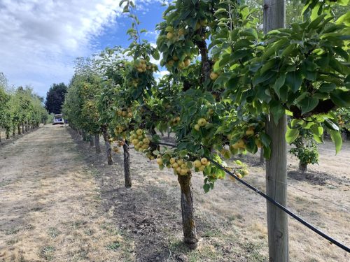 2026 Pear Harvest at Hrabal Victory Garden