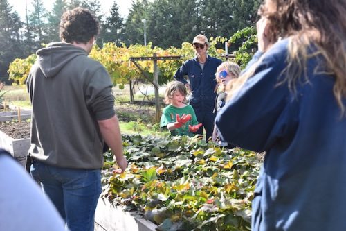2025 October Harvest Fest - October 18 - Bybee Lakes Victory Garden - sweet potato harvest