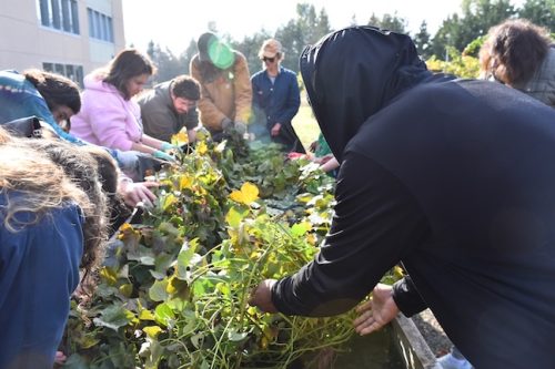2025 October Harvest Fest - October 18 - Bybee Lakes Victory Garden - sweet potato harvest