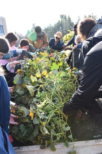 2025 October Harvest Fest - October 18 - Bybee Lakes Victory Garden - sweet potato harvest