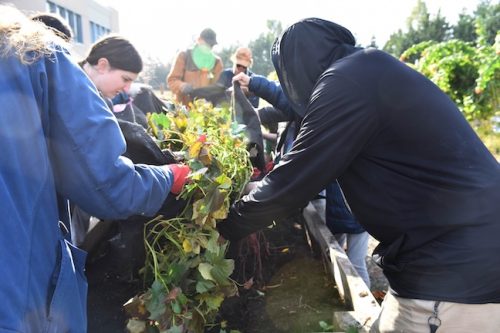 2025 October Harvest Fest - October 18 - Bybee Lakes Victory Garden - sweet potato harvest