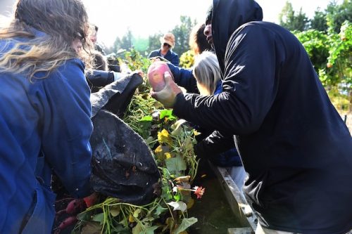 2025 October Harvest Fest - October 18 - Bybee Lakes Victory Garden - sweet potato harvest