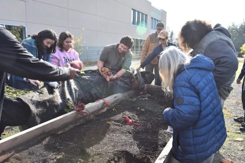 2025 October Harvest Fest - October 18 - Bybee Lakes Victory Garden - sweet potato harvest