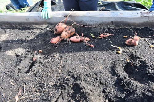 2025 October Harvest Fest - October 18 - Bybee Lakes Victory Garden - sweet potato harvest