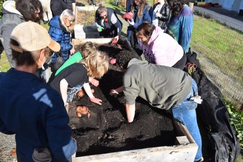 2025 October Harvest Fest - October 18 - Bybee Lakes Victory Garden - sweet potato harvest