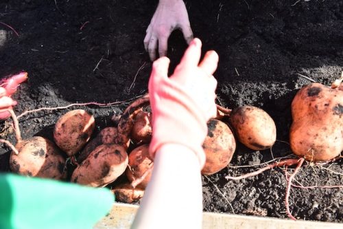 2025 October Harvest Fest - October 18 - Bybee Lakes Victory Garden - sweet potato harvest
