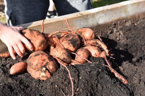 2025 October Harvest Fest - October 18 - Bybee Lakes Victory Garden - sweet potato harvest