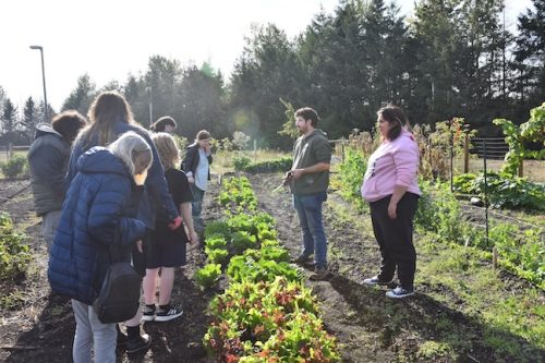 2025 October Harvest Fest - October 18 - Bybee Lakes Victory Garden - lettuce harvest