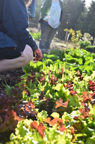 2025 October Harvest Fest - October 18 - Bybee Lakes Victory Garden - lettuce harvest
