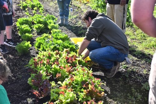2025 October Harvest Fest - October 18 - Bybee Lakes Victory Garden - lettuce harvest