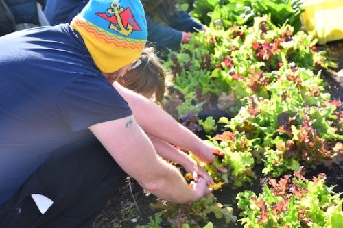 2025 October Harvest Fest - October 18 - Bybee Lakes Victory Garden - lettuce harvest
