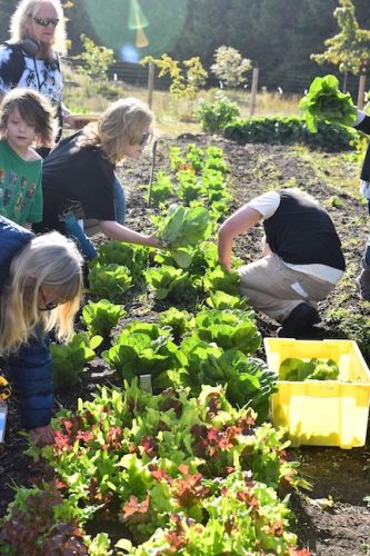 2025 October Harvest Fest - October 18 - Bybee Lakes Victory Garden - lettuce harvest