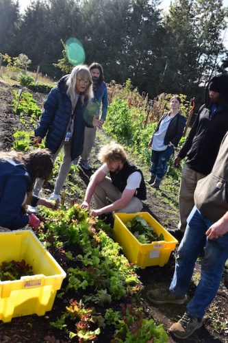 2025 October Harvest Fest - October 18 - Bybee Lakes Victory Garden - lettuce harvest