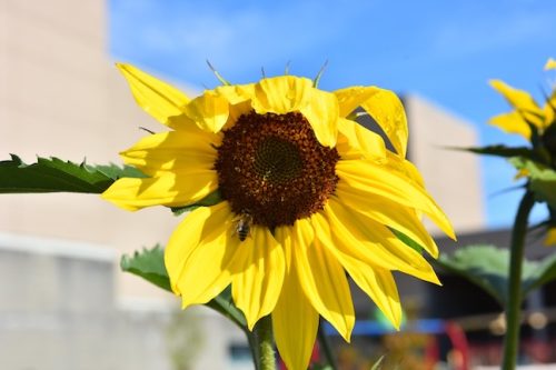 2025 October Harvest Fest - October 18 - Bybee Lakes Victory Garden