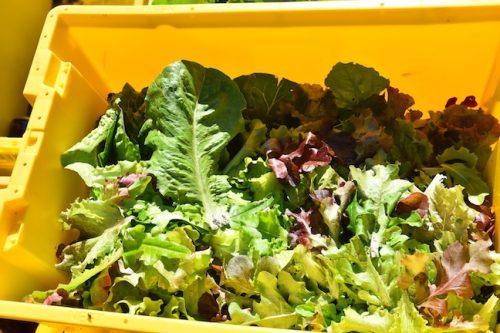 2025 October Harvest Fest - October 18 - Bybee Lakes Victory Garden