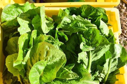 2025 October Harvest Fest - October 18 - Bybee Lakes Victory Garden