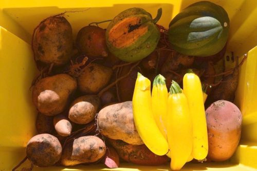 2025 October Harvest Fest - October 18 - Bybee Lakes Victory Garden - sweet potato harvest