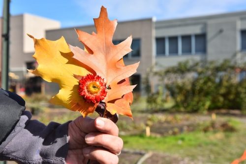 2025 October Harvest Fest - October 18 - Bybee Lakes Victory Garden - guest photo