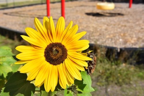 2025 October Harvest Fest - October 18 - Bybee Lakes Victory Garden - sunflower