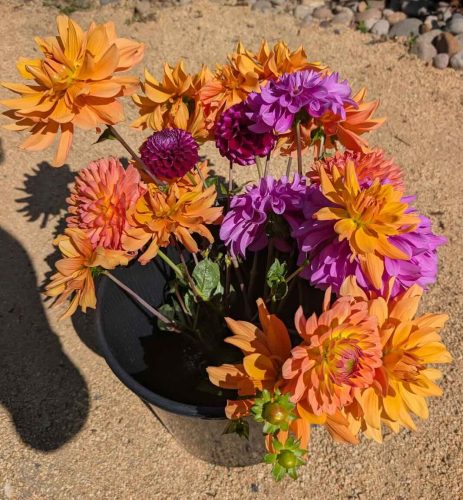 Summer 2026 CSA Bouquets