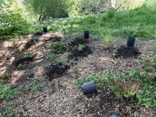 Cathedral Park Planting April 2025