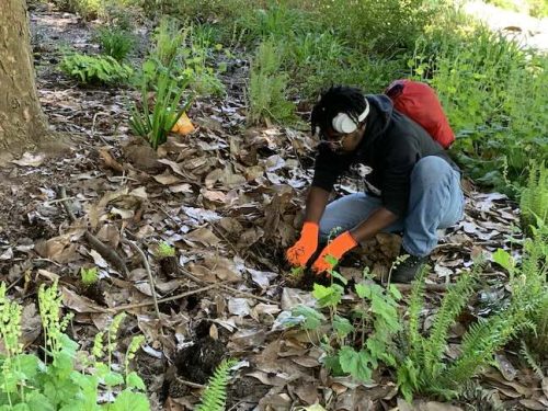 Cathedral Park Planting April 2025