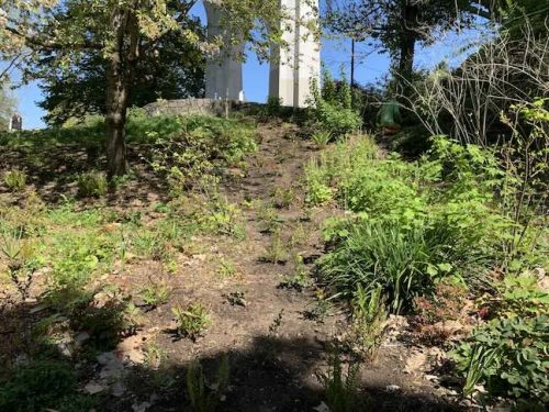 Cathedral Park Planting April 2025