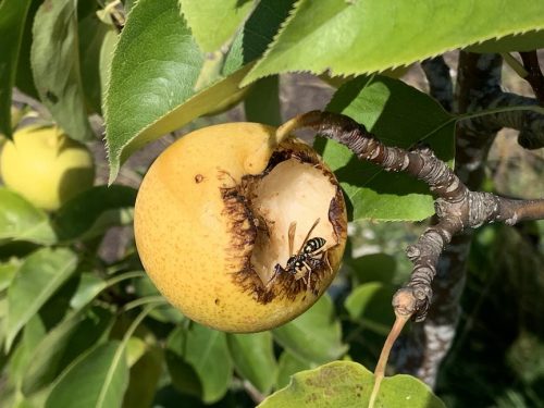 Bybee Lakes Harvest Fest - August 2026