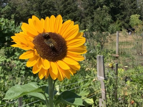 Bybee Lakes Harvest Fest - August 2026
