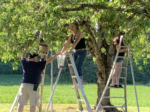 Photo of VetREST 2026 Cherry Picking Potluck event – June 17, Hillsboro