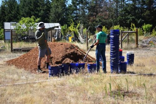 Stand Together Day work party with the Timbers, Friends of Trees, Youth Corps, and VetREST at Bybee Lakes Victory Garden, July 2025