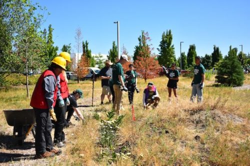 Stand Together Day work party with the Timbers, Friends of Trees, Youth Corps, and VetREST at Bybee Lakes Victory Garden, July 2025