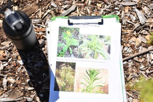 Stand Together Day work party with the Timbers, Friends of Trees, Youth Corps, and VetREST at Bybee Lakes Victory Garden, July 2025