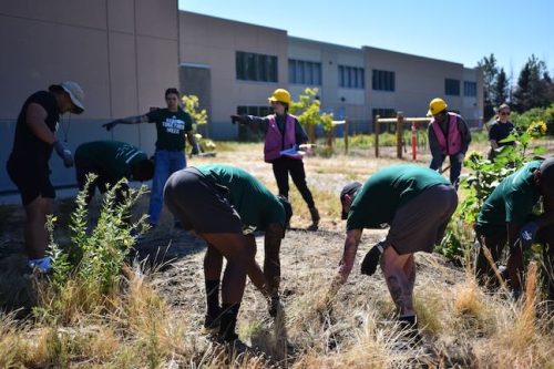 Stand Together Day work party with the Timbers, Friends of Trees, Youth Corps, and VetREST at Bybee Lakes Victory Garden, July 2025