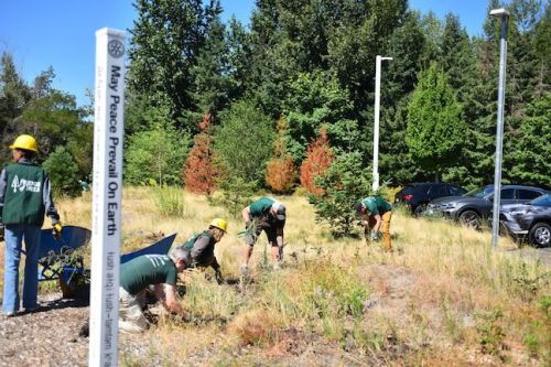Stand Together Day work party with the Timbers, Friends of Trees, Youth Corps, and VetREST at Bybee Lakes Victory Garden, July 2025