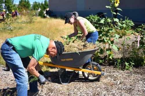 Stand Together Day work party with the Timbers, Friends of Trees, Youth Corps, and VetREST at Bybee Lakes Victory Garden, July 2025
