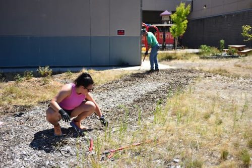 Stand Together Day work party with the Timbers, Friends of Trees, Youth Corps, and VetREST at Bybee Lakes Victory Garden, July 2025