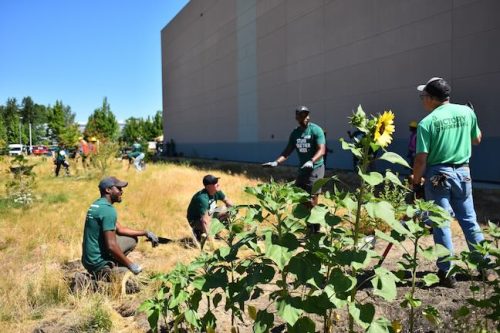 Stand Together Day work party with the Timbers, Friends of Trees, Youth Corps, and VetREST at Bybee Lakes Victory Garden, July 2025