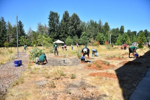 Stand Together Day work party with the Timbers, Friends of Trees, Youth Corps, and VetREST at Bybee Lakes Victory Garden, July 2025