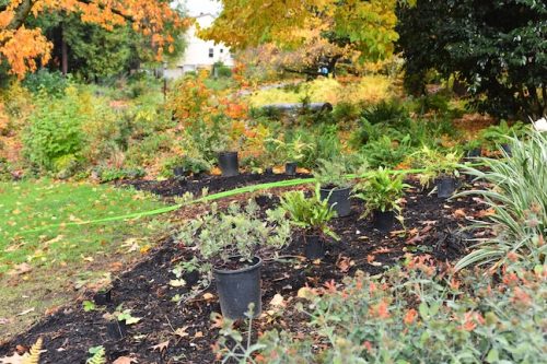 Cathedral Park Planting November 2025