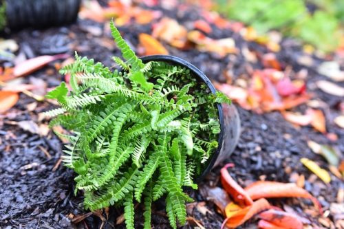 Cathedral Park Planting November 2025
