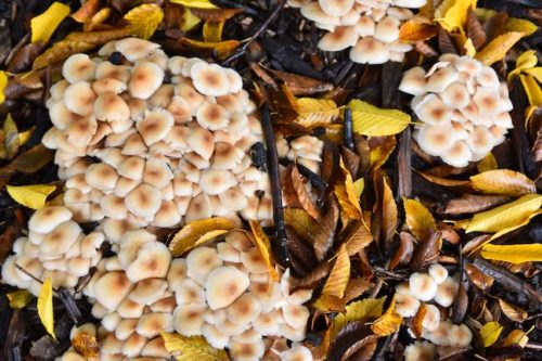 Cathedral Park Planting November 2025